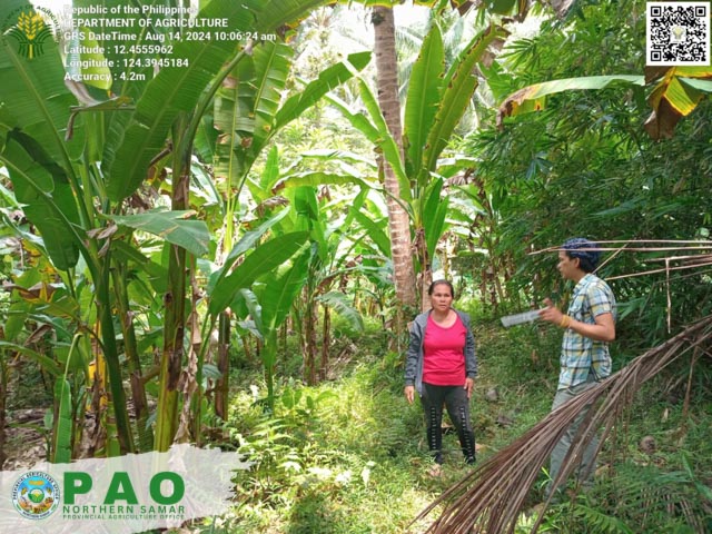 NORTHERN SAMAR PUSHES ABACA PRODUCTION TO A HIGHER LEVEL